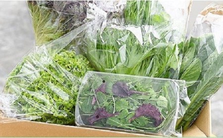 水耕 栽培 新鮮 葉物 野菜 Cセット GreensFarm ホタル サラダ 和え物 M10S101【2026年11月上旬～2027年6月上旬発送予定】