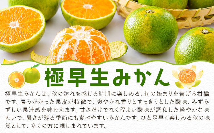 みかん ご家庭用 柑橘 極早生 極早生みかん 手選別 2S-2Lサイズ混合 8kg 森本農園《10月上旬-11月上旬頃出荷》和歌山県 日高町 柑橘類 フルーツ 家庭用 ミカン お取り寄せフルーツ【配送