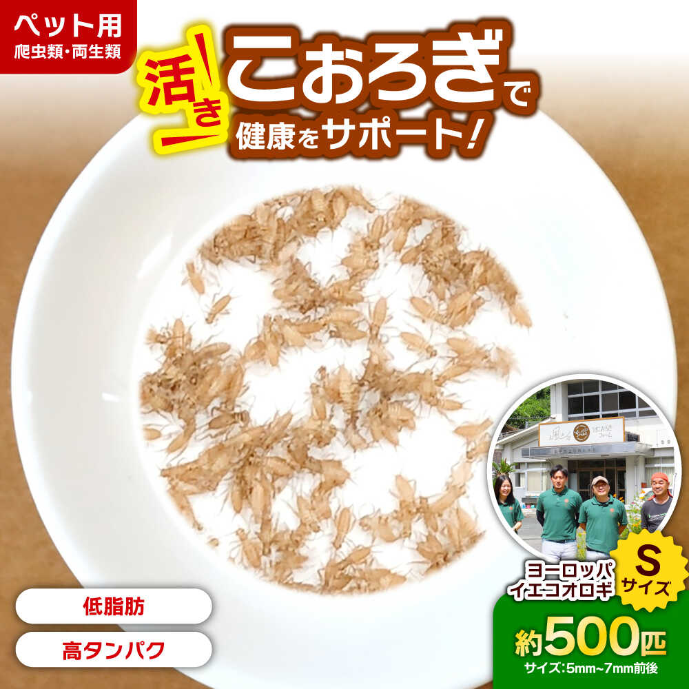 【ふるさと納税】【先行予約】毎週土曜日お届け限定 活きヨーロッパイエコオロギSサイズ500匹／コオロギ 生餌 こおろぎ ペット用 爬虫類 エサ 餌 内子町 人気 おすすめ 送料無料【株式会社ヒューネット風の谷うちこおろぎファーム】[BKBN004] 10000 10000円 1万 1万円