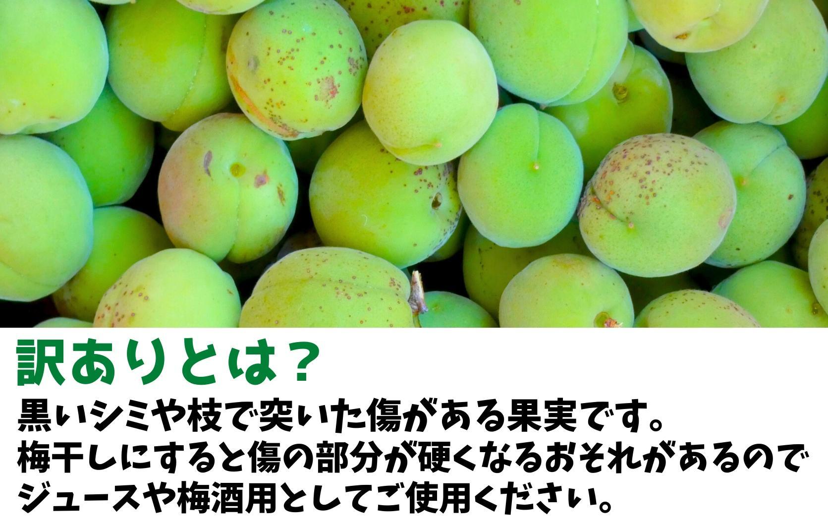 ［2026年6月上旬出荷］ 青梅 南高梅 約1kg 訳あり サイズミックス 和歌山県産 A品 梅酒作り用 梅ジュース作り用
