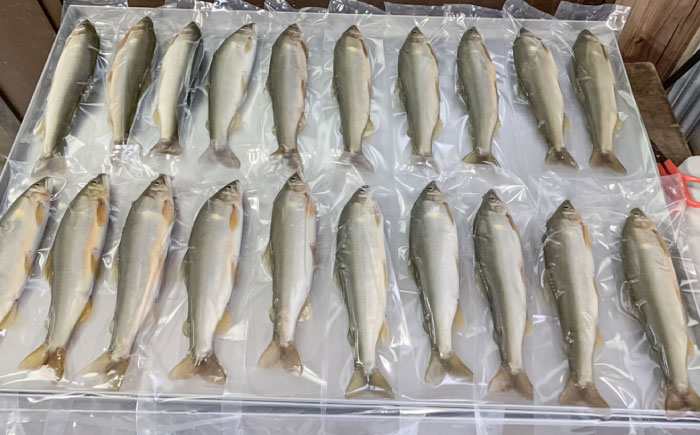 日田産天然鮎(冷凍)1kg　日田市 / 日田漁業協同組合 魚 あゆ アユ [ARFJ002]