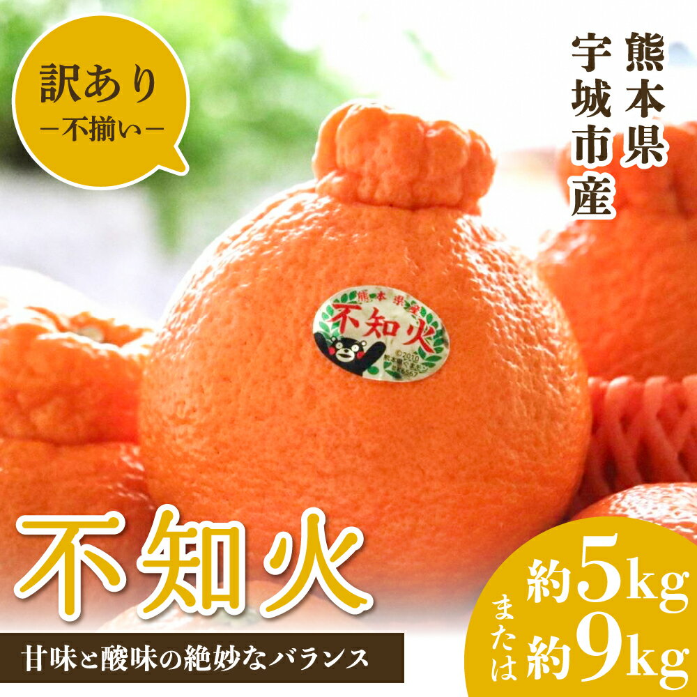 【ふるさと納税】【雑誌MORE掲載】 不知火 訳あり 約5kg (約15〜20玉) もしくは 約9kg (約30〜40玉) 【2026年3月上旬から5月中旬発送予定】 しらぬい わけあり 柑橘類 みかん ミカン 蜜柑 果物 くだもの フルーツ 九州産 熊本県産 宇城市産 国産 商品 松川果樹園