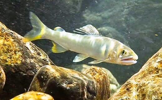 【2026年分】年間遊漁券 アユ釣り 男性【tab0046】