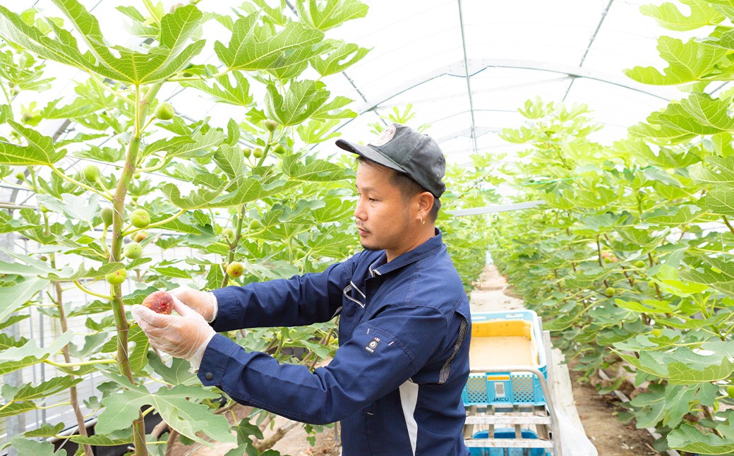 【先行予約】柿屋うちやま いちじく とよみつひめ 12個入り 