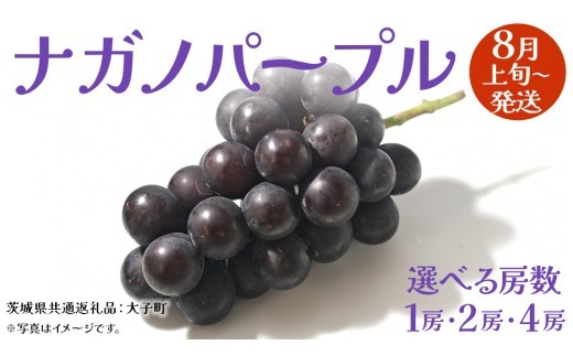 
                  《 選べる 房数 》ナガノパープル 1房 / 2房 / 4房 【2026年8月上旬発送開始】(茨城県共通返礼品：大子町) ぶどう 葡萄 ブドウ 果物 フルーツ 果実
                
