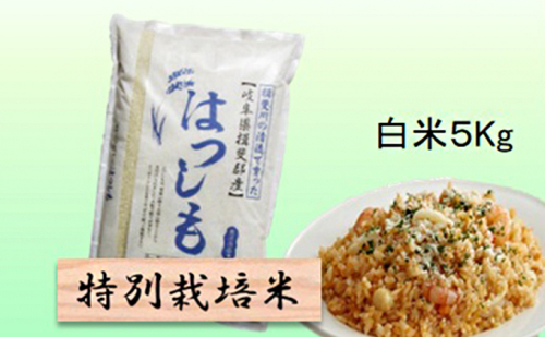 特別栽培米★白米５kg 【ハツシモ】 お米 ブランド米 銘柄米 精米 ご飯 おにぎり アッサリ 幻のお米 大粒