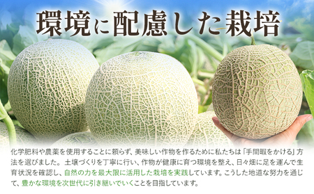 メロン 七城メロン Green＆Gold セット 肥後グリーン 1玉 キンショーメロン 2玉 ～ 3玉 2種類 MOTOYAMA358FARM 《2026年5月中旬-6月下旬頃出荷》 熊本県 菊池市 