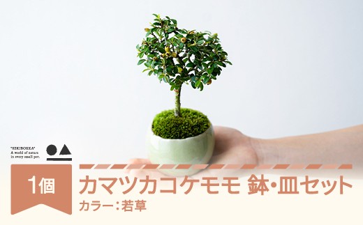 【鉢皿色・若草】 カマツカコケモモ  鎌柄苔桃 0.35kg 盆栽 植物 石木花 sw-bokmx380 ※沖縄・離島への配送不可