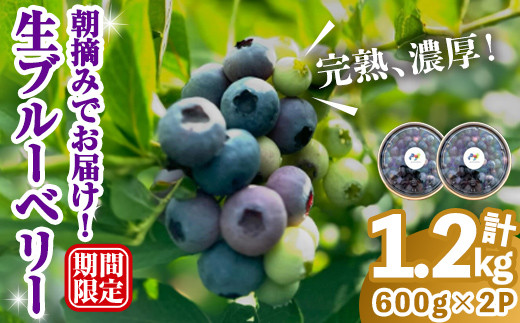 完熟、濃厚生ブルーベリー1.2kg ブルーベリー 果物 フルーツ 青果物 クール便 スムージー ヨーグルト おやつ 【奥久慈 まほろばの郷 ふれあい農園】【ho1526】