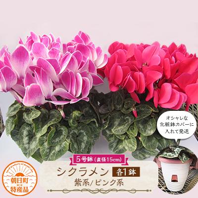 ふるさと納税 朝日町 過去に農林水産大臣賞等複数受賞…シクラメン　紫系+ピンク系5号鉢(直径15cm)×2鉢セット底面給水