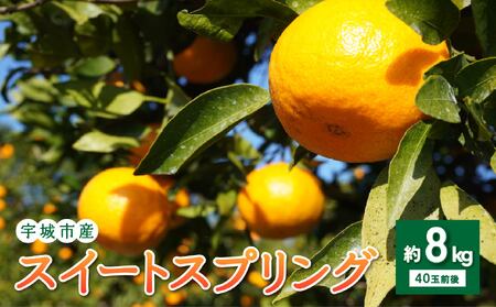 スイートスプリング 約8kg 40個前後 2025年12月上旬から2026年1月下旬頃発送予定 ひでみかん