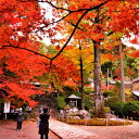 【ふるさと納税】大興善寺契園入園・お茶席券【大人旅 癒し つつじ もみじ もみじ狩り 紅葉 新緑 山歩き ひとり旅 散策】 Z4-R004001