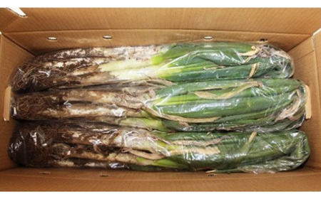 【3ヶ月連続】関田農園の「厳選 長ねぎ（泥付き）」箱3kg×3回 定期便　