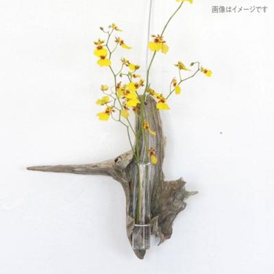 ふるさと納税 糸島市 Driftwood FlowerBase 流木一輪挿し フラワーベース  [ADC003] |  | 01