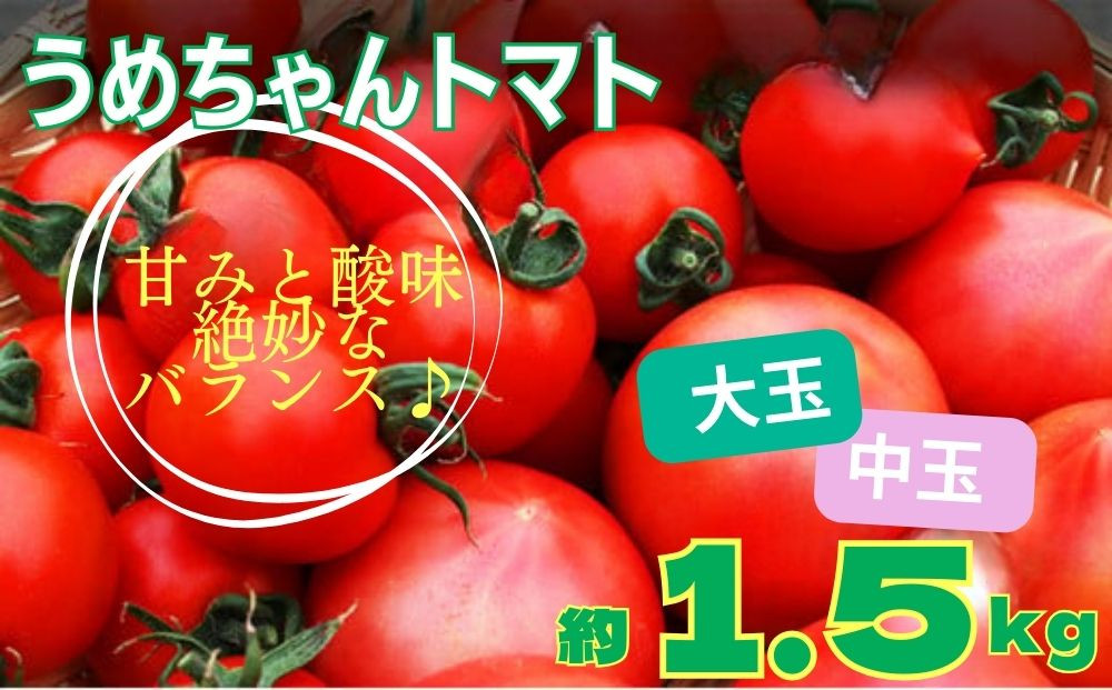 
                  うめちゃんトマト(大玉トマト・中玉トマト 合計約1.5kg)｜野菜 やさい サラダ 甘い あまい リコピン ハウストマト 健康 食物繊維 美容 美肌 新鮮 食品 食材 ダイエット ヘルシー パスタ ソース 料理 調理 ※2026年4月下旬～6月上旬頃に順次発送予定 ※沖縄・離島への配送不可
                
