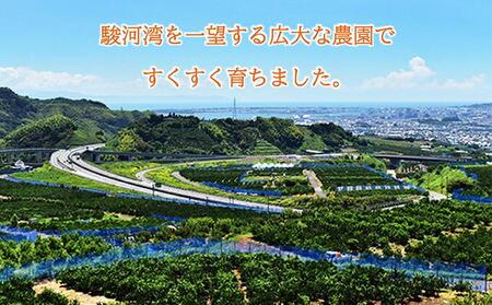 【2026年3月より発送】しみずTHE MIKAN100％（みかんジュース）720ml×2本セット◇