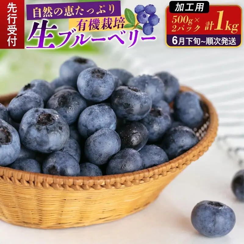 《先行受付》【加工用】田口農園 秋田県産 ブルーベリー 生 合計1kg（500g×2パック）