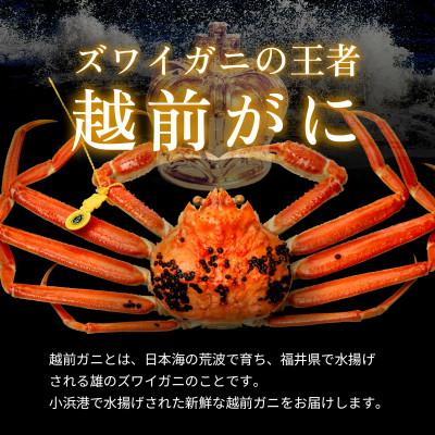 ふるさと納税 小浜市 【年末配送】越前がに (ズワイガニ)1kg×1杯 |  | 01