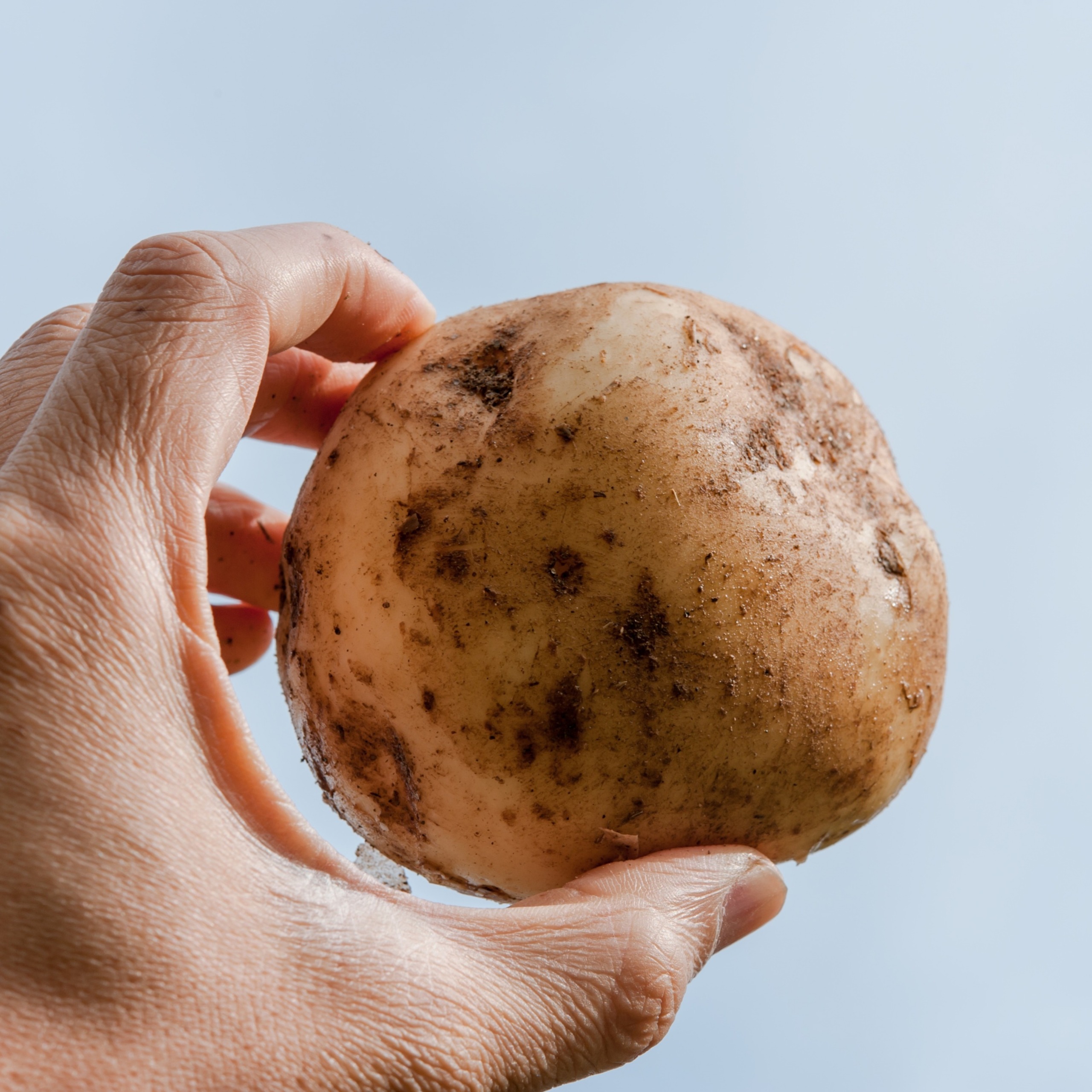 北海道十勝豊頃産ピルカ10kg 【2026年秋出荷】（先行受付）［安田農場］《10月中旬頃出荷》