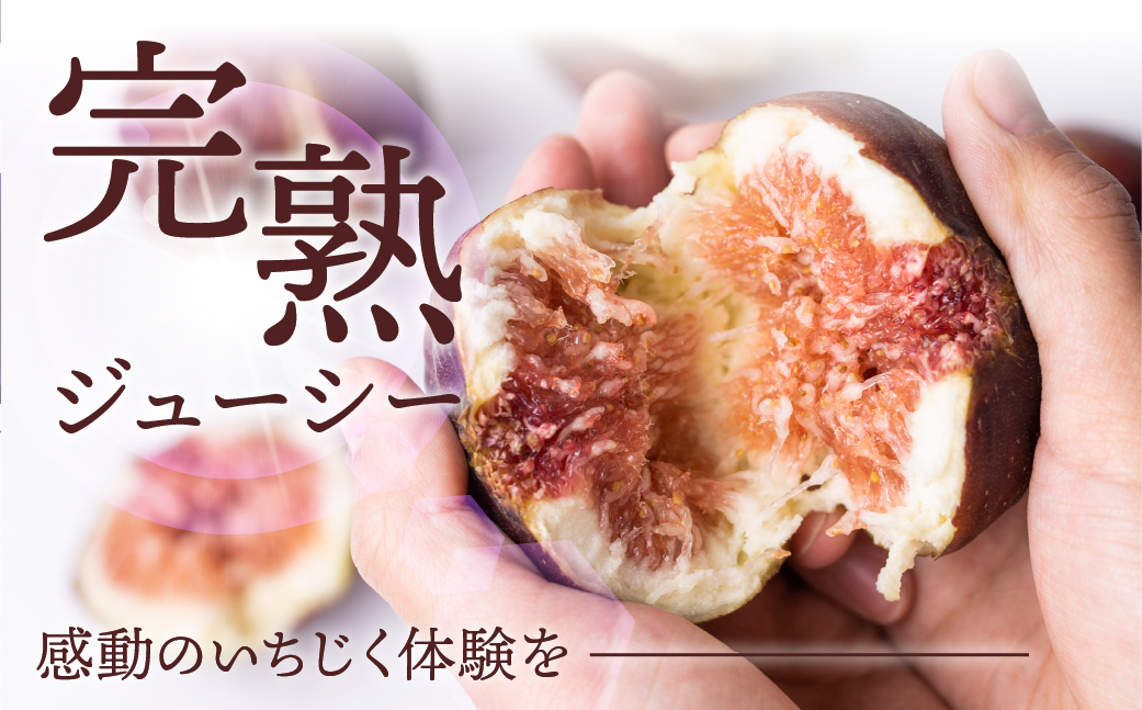 【6月〜10月中お届け】　完熟 いちじく［極］ 無花果 9-12玉 【専用箱でお届け】