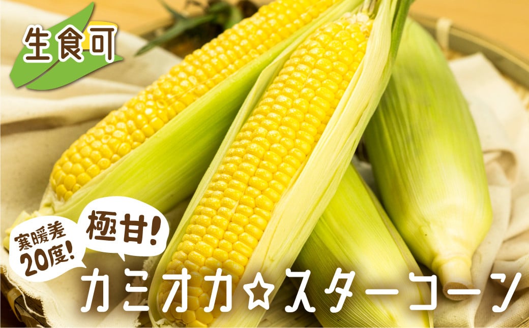 
            《先行予約》まるでフルーツ！特別栽培 トウモロコシ 激甘！極旨のスーパースイート系トウモロコシ「カミオカスターコーン」令和7年産 まるでフルーツ 甘いとうもろこし コーン 野菜 果物 夏野菜 BBQ 焼肉 トウモロコシ 贈答 ギフト 12000円 焼きとうもろこし
          