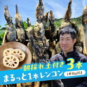 【ふるさと納税】 れんこん 3kg ＼TVでも紹介されました！！／ 産地直送！朝採れ土付き鍬掘り レンコン 野菜 れんこん 根菜 愛西市 / レンコン兄弟 [AECL002]