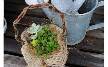 【チトのゆび】地元の花屋さんお薦めの多肉植物 Aセット　花苗 観葉植物 多肉植物 花苗 観葉植物 多肉植物 花苗 観葉植物 多肉植物 花苗 観葉植物 多肉植物 花苗 観葉植物 多肉植物