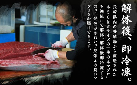 【定期便6回】長崎県産 本マグロ（養殖）大トロ 皮付き 約600g 生食用