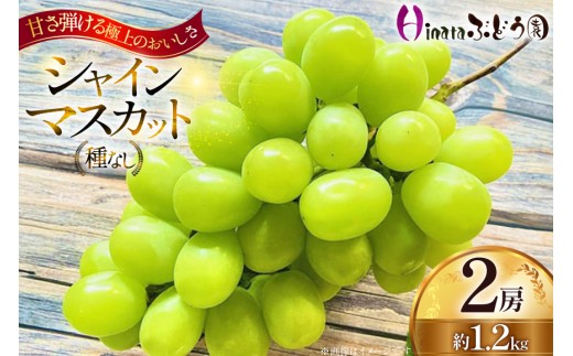 【期間限定発送】 シャインマスカット 2房 約1.2kg [Ｈinataぶどう園 山形県 高畠町 tk06ayt190011] フルーツ 果物 くだもの ぶどう ブドウ 葡萄 種なし 1.2キロ 甘い