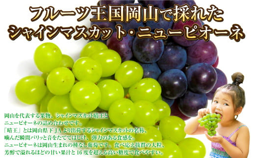 岡山県産 シャインマスカット 晴王・ニューピオーネ 3Lサイズ 計約1.2kg 詰合せ 【2026年6月下旬～7月下旬発送予定】 各1房 マスカット ピオーネ ぶどう 葡萄 ブドウ 種なし セット