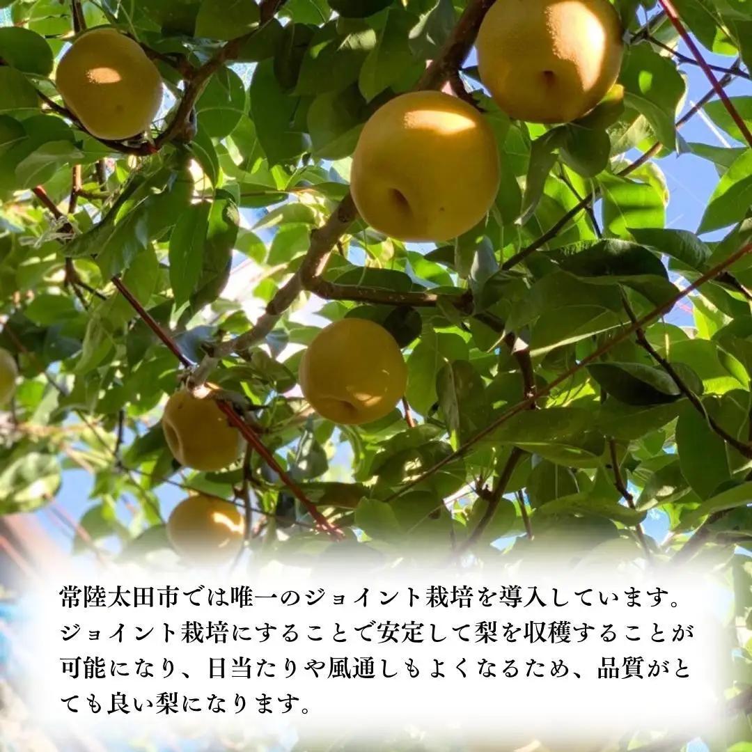 【2026年9月中旬発送開始】 茨城県産 梨 「 秋月 」 約 3kg 5玉 ～ 7玉 【茨城県共通返礼品／常陸太田市】 桧山果樹園 農家直送 桧山果樹園 農家直送 フルーツ  甘い 直送 茨城 限定
