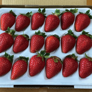 オーガニック いちご 中粒 約36粒 《1月末から5月発送》 有機JAS認証 ORGANIC 甘い 苺 果物 フルーツ 産地直送 新鮮 ストロベリー ジャム スムージー 期間限定 徳島