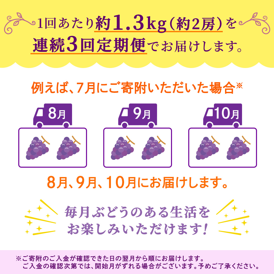 【定期便】3か月連続でお届け！ピオーネ 約1.3kg （約2房）【2026年8月より発送開始】（茨城県共通返礼品 [ぶどう]：結城市産） ぶどう ブドウ 葡萄 ピオーネ高級 国産 黒ぶどう 旬 お取り