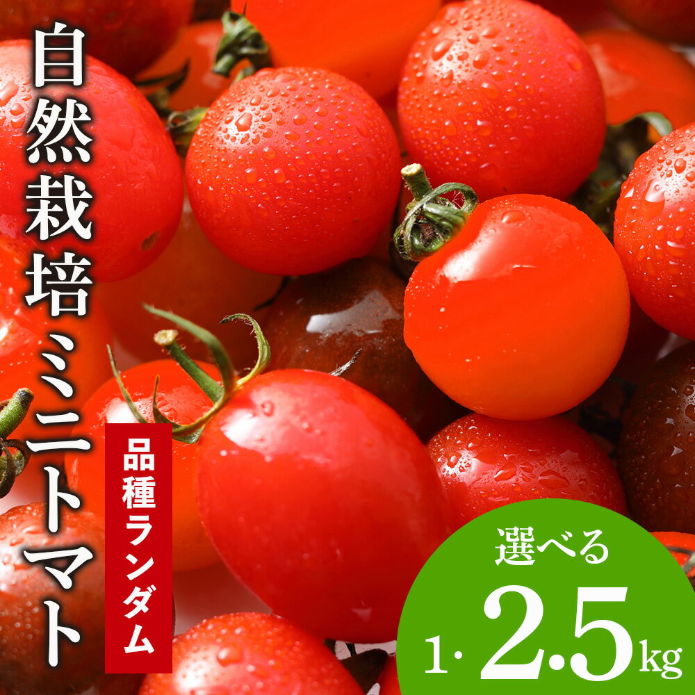 【ふるさと納税】北海道の恵み★”自然栽培ミニトマト”何が届くかお楽しみ!! 選べる1kg～2.5kgミニトマト 有機栽培 有機ミニトマト 野菜 有機 北海道 積丹 ふるさと納税 北海道 野菜 有機野菜 無農薬 オーガニック 通販 ギフト 贈答品 贈り物