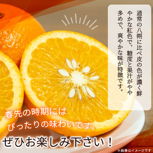 紀州有田産木成り完熟紅八朔８kg ※2025年2月下旬頃～2025年3月下旬頃に順次発送予定（お届け日指定不可）【uot795】