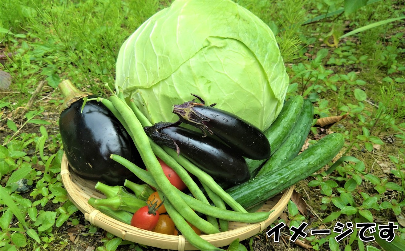 【数量限定】小国の旬の新鮮野菜セット　5品以上　