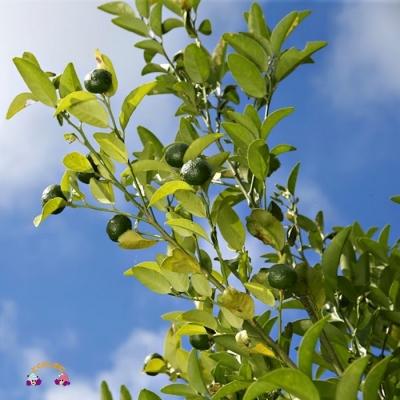 ふるさと納税 徳之島町 徳之島のヤマ・シークニ果汁入り〜とくのしま甘ざけ(24本) |  | 03