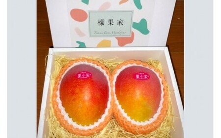 HZ001【2025年先行予約】【檬果家】マンゴー好き必見！沖縄限定　希少品種【夏小紅】１kg２玉　贈答用