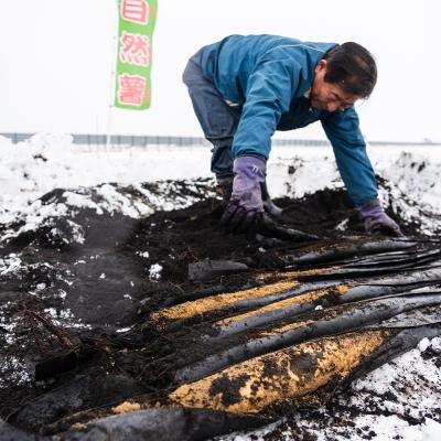 ふるさと納税 大石田町 雪国育ちの自然薯 訳あり スティック 約500g 野菜 やまいも じねんじょ 山形県 |  | 03