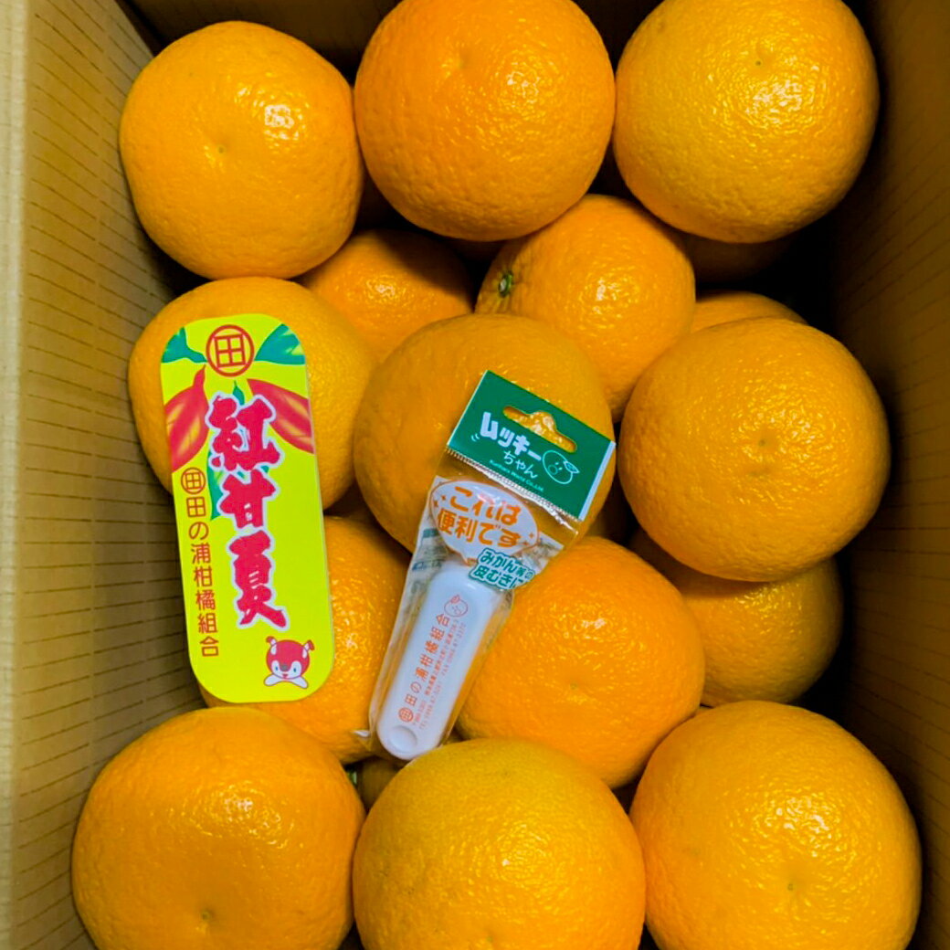 【ふるさと納税】紅甘夏　優2L　約10kg　令和8年1月以降に発送します