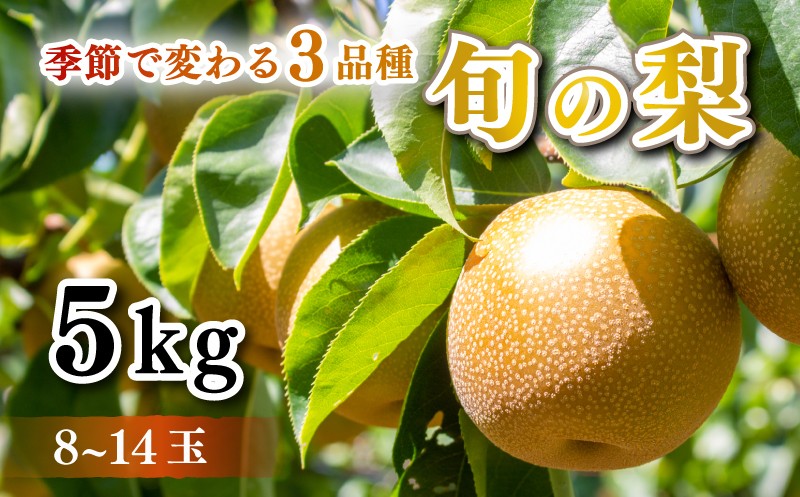 
                  【 先行予約 】 梨 秀品  5kg セット 8玉 ～ 14玉 豊水 秋月 王秋 フルーツ 果物 なし 和梨 期間限定 下関 山口 【 数量限定 】
                