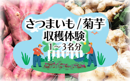 収穫体験 さつまいも 菊芋 1～3名 芋掘り サツマイモサツマイモサツマイモ
