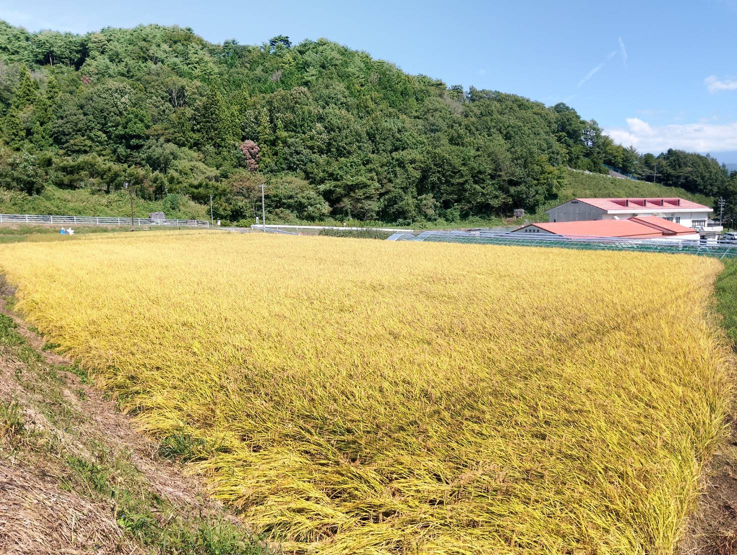 【ふるさと納税】【令和8年産】南信州高森町産 コシヒカリ 精米5kg～【配送不可地域：離島】