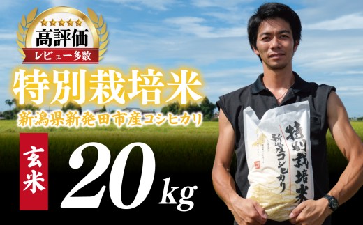 【先行予約】令和8年産 コシヒカリ 玄米 20kg 特別栽培米 こしひかり 米 お米 こめ 新潟米 新潟県産 新潟産 新潟 新潟県 新発田産 新発田 新発田市 斗伸 toushin026_R8