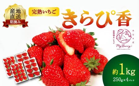 いちご きらぴ香 約1kg 約250g×4パック 朝どれ 完熟 苺 産地 直送 フレッシュ イチゴ 贈答 フルーツ 果物 国産 静岡 発送期間: 2024年3月～2024年5月 静岡県 藤枝市 (人気いちご ふるさと納税いちご ふるさといちご furusatoいちご おすすめいちご 送料無料いちご いちご ｲﾁｺﾞ 苺 いちご先行 いちご先行予約 きらぴ香いちご 藤枝いちご 静岡県産いちご 朝どれいちご 完熟いちご ﾌﾚｯｼｭいちご ｼﾞｭｰｼいちご ふじえだいちご 産地直送いちご いちご 国産いちご 約
