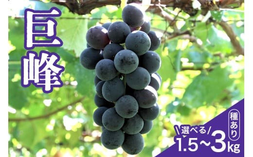 
            【 2025年 先行予約 】 巨峰 1.5kg 2kg 3kg ( 種あり ) 石田ぶどう園 4房 ～ 6房 5房 ～ 8房 6房 ～ 12房 ぶどう ブドウ 国産 果物 くだもの 葡萄 フルーツ 2キロ 9月 10月 発送 秋 旬 品種 茨城県産 産地直送 産直 農家直送 冷蔵 茨城県 石岡市 (A02-sku-002)
          