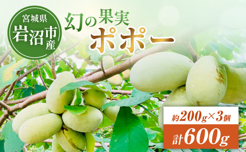 
                  【9月中旬より発送予定】 冷凍ポポー 約200g×3個 (計600g程度) ポポー 先行予約 果物 フルーツ ビタミンC ミネラル カリウム 鉄分 亜鉛 美肌 美容 冷凍配送 宮城県 岩沼市 岩沼ポポープロジェクト PP001
                