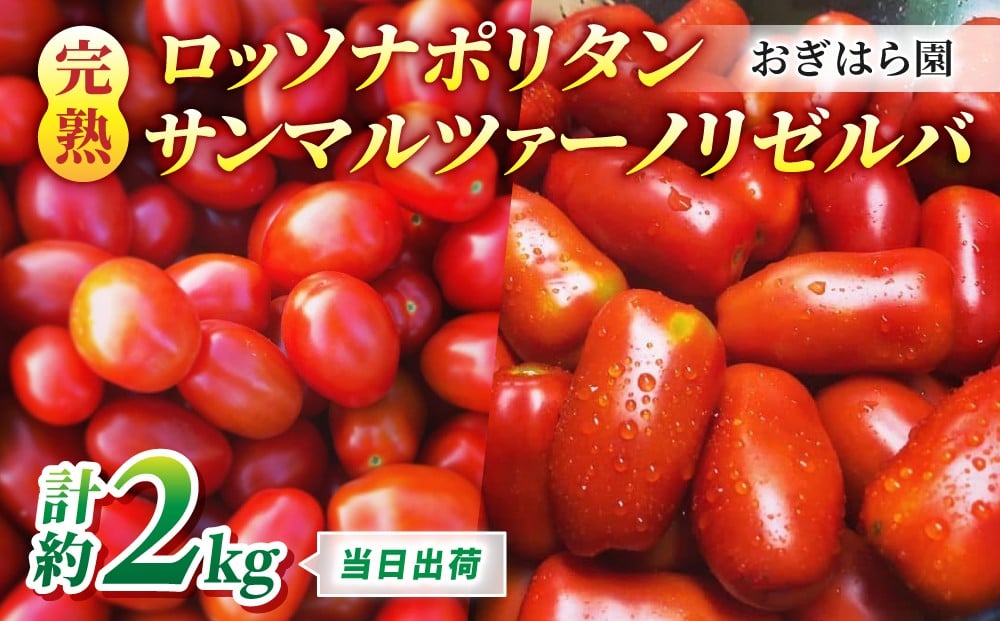 
            【おぎはら園】農家直送！朝採れイタリアンミニトマト2種セット「ロッソナポリタン」「サンマルツァーノリゼルバ」各約1kg
          
