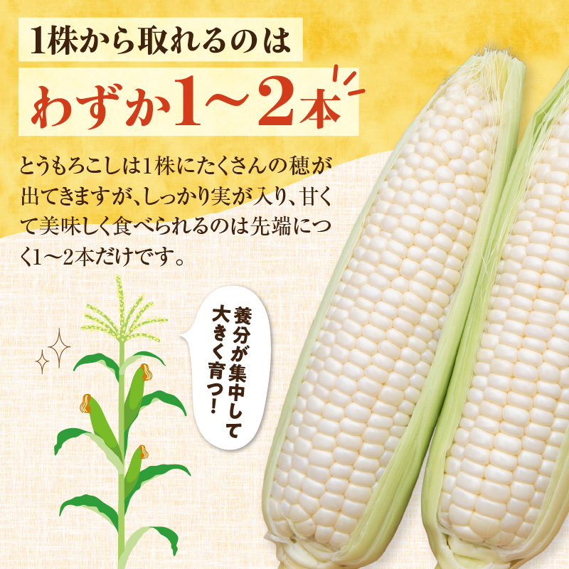 【2026年8月～発送開始！】北海道十勝清水町産 白いとうもろこし ホワイトショコラ サイズ混合 10～12本 【北海道産 2026年 とうもろこし とうきび 産直 産地直送 清水町 北海道】