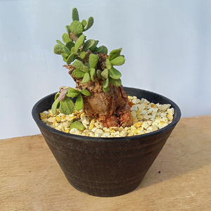 ケラリア・ピグマエア (発根管理済) A016｜観葉植物 コーデックス 盆栽 鉢植え インテリア ハコネコ [0669]